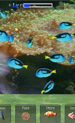 Aqualand+ 3D Fish aquarium 3