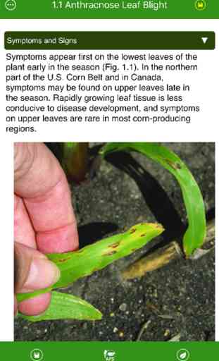 Corn Field Guide 4