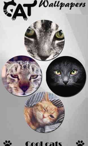 Cat Wallpapers & Backgrounds HD - Home Screen Maker with Themes of Pretty Kittens 4