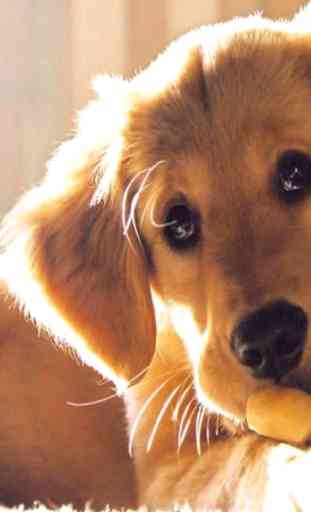 Cute Dog & Puppies-High Defination Wallpaper  Catalog 4