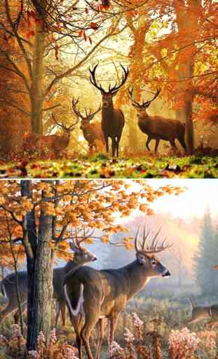 Deer Hunting Wallpapers - Best Collection Of Deer Wallpapers 1