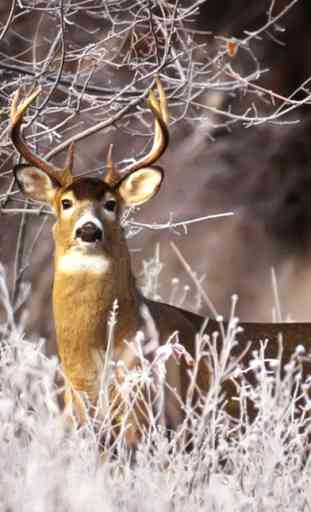Deer Hunting Wallpapers - Best Collection Of Deer Wallpapers 2