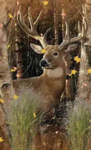 Deer Hunting Wallpapers - Best Collection Of Deer Wallpapers 3