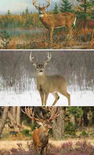 Deer Hunting Wallpapers - Best Collection Of Deer Wallpapers 4