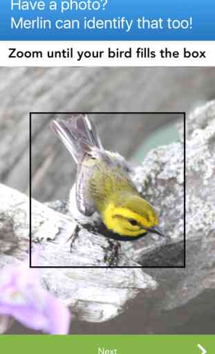 Merlin Bird ID by Cornell Lab of Ornithology 3