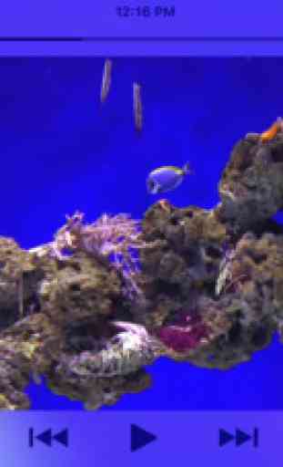 Aquarium Videos 4K 3
