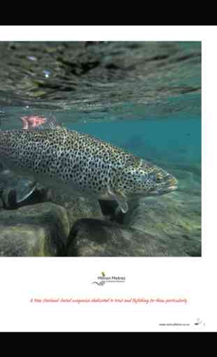 NZ Trout Fisher 3