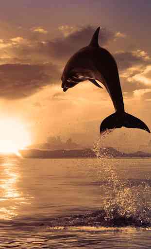 Dolphins Live Wallpaper 2