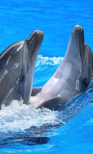 Dolphins Live Wallpaper 3