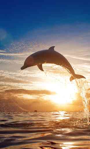 Dolphins Live Wallpaper 4