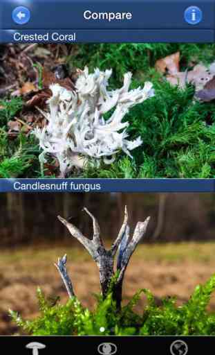 Mushroom Id North America - Fungi Identification Guide to Toadstools and Mushrooms 3