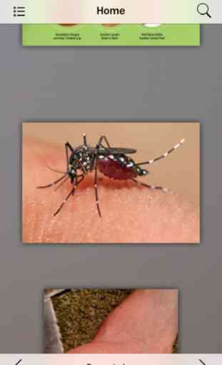 Zika Virus Info 4