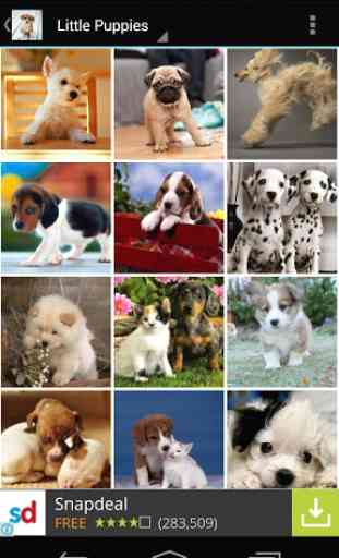 Cute Little Puppies Wallpapers 3