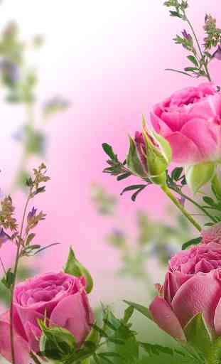 Pink Flowers Live Wallpaper 4