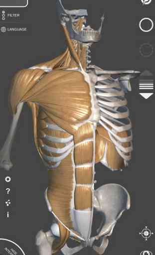 3D Anatomy for the Artist 2