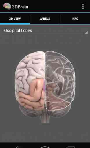 3D Brain 1