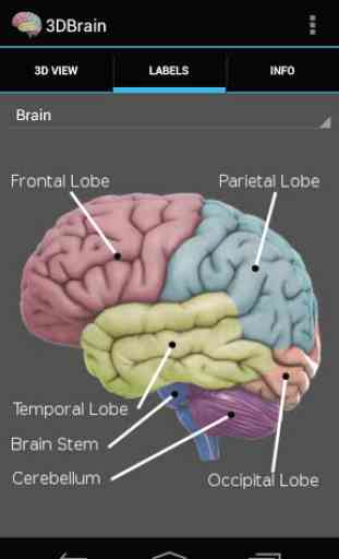 3D Brain 3