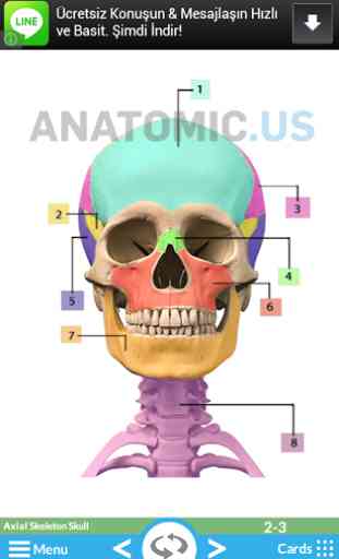 Anatomy Flashcards 1