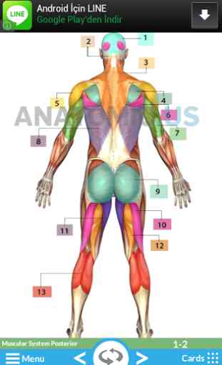 Anatomy Flashcards 2