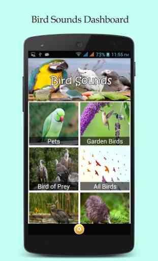 60 Bird Sounds & Ringtones 1