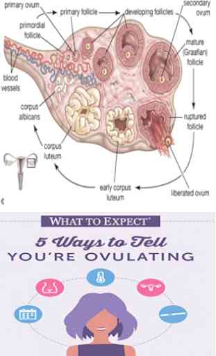 Ovulation And Period Tracker 3