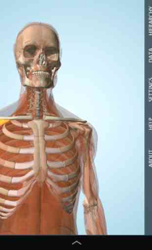 Anatomy 3D - Anatronica 2