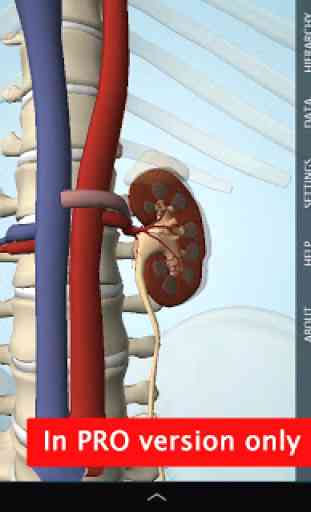 Anatomy 3D - Anatronica 4
