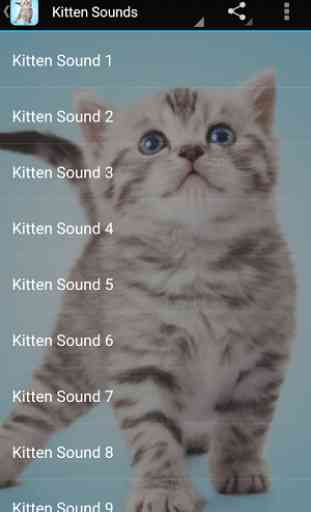 Kitten Sounds 3