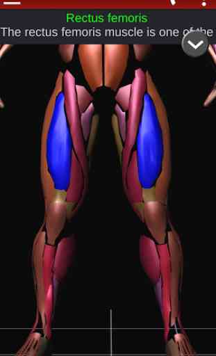 Muscular System 3D (anatomy) 2