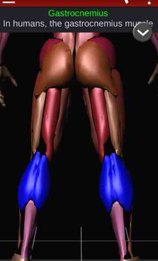 Muscular System 3D (anatomy) 3