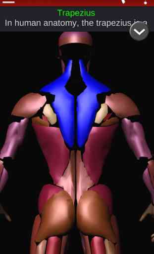 Muscular System 3D (anatomy) 4