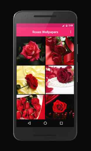 Rose Wallpaper HD 1
