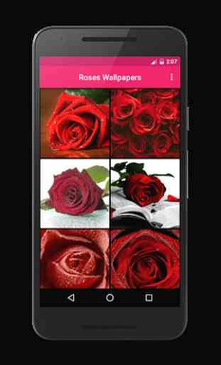 Rose Wallpaper HD 3