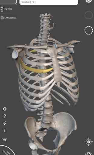 Skeleton | 3D Anatomy 1
