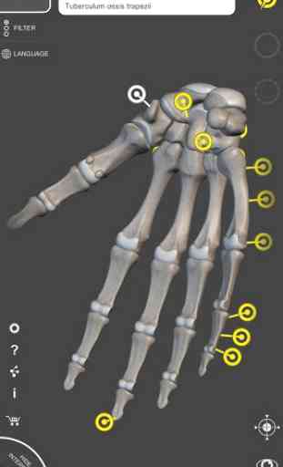 Skeleton | 3D Anatomy 3