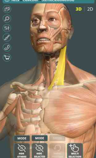 Visual Anatomy 3D | Human 1