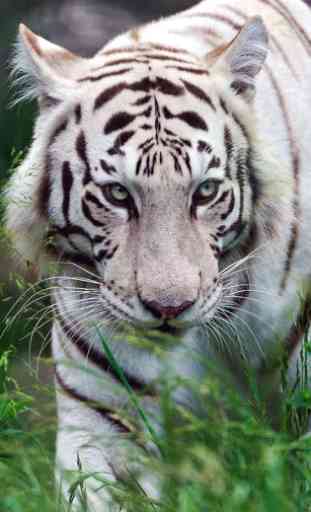 Bengal tiger live wallpaper 3