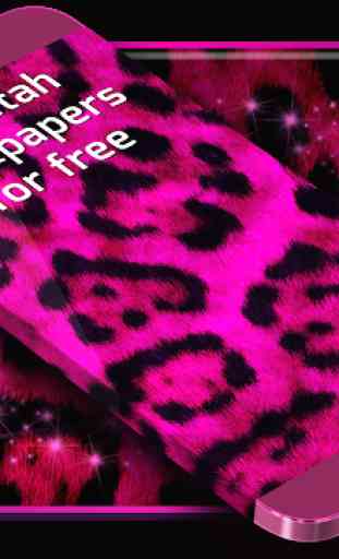 Cheetah Wallpapers for Free 1