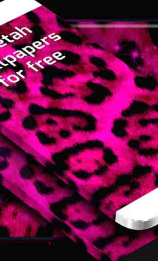 Cheetah Wallpapers for Free 2