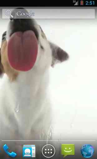 Dog Licks Screen Wallpaper 3