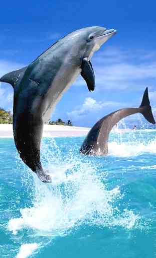 Dolphin HD Live Wallpaper 2