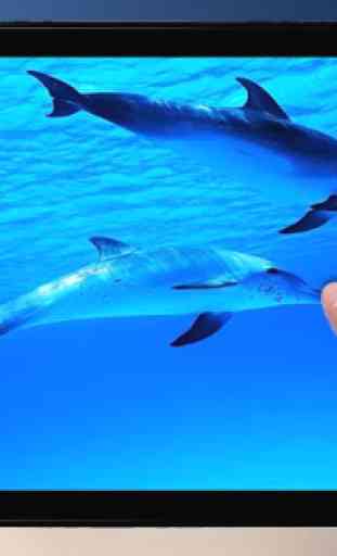 Dolphins Live Wallpaper 4