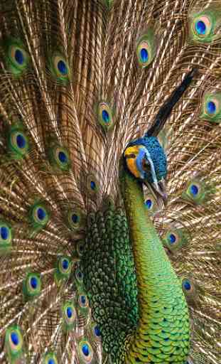 Peacock Feather Live Wallpaper 3