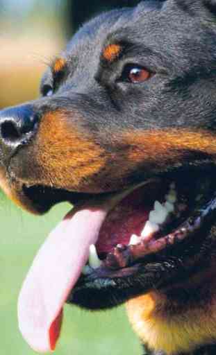 Rottweilers Dog Wallpapers 1
