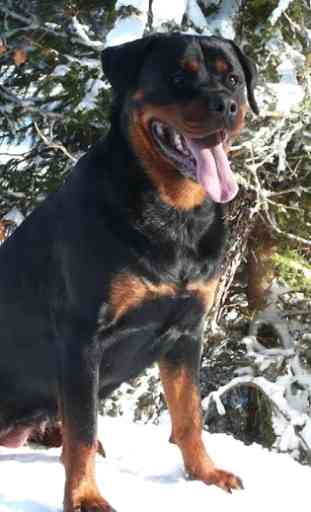 Rottweilers Dog Wallpapers 2