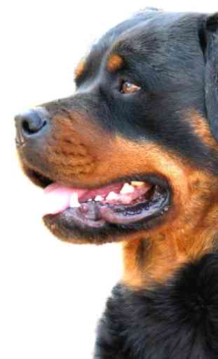 Rottweilers Dog Wallpapers 3