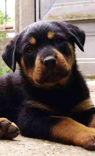 Rottweilers Dog Wallpapers 4