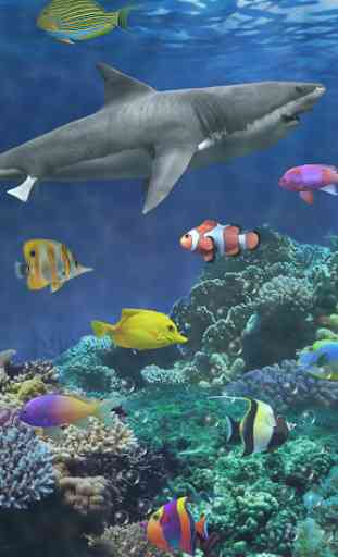 Shark aquarium live wallpaper 3
