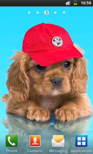 Sweet dog, puppy, dress up 3