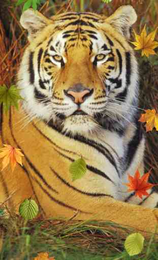 Tiger, live wallpaper 3